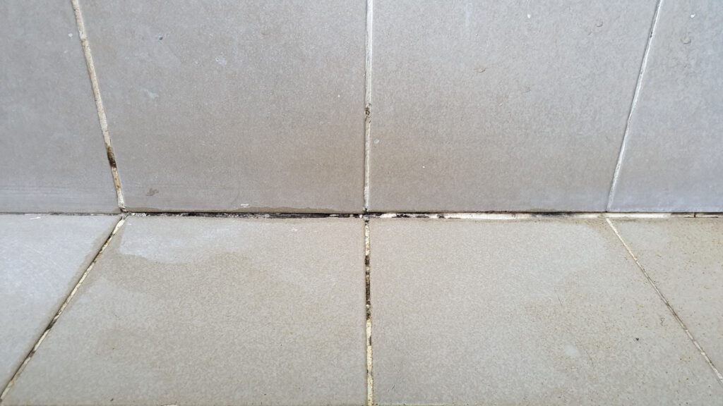 re-grouting tile - Mold & Mildew