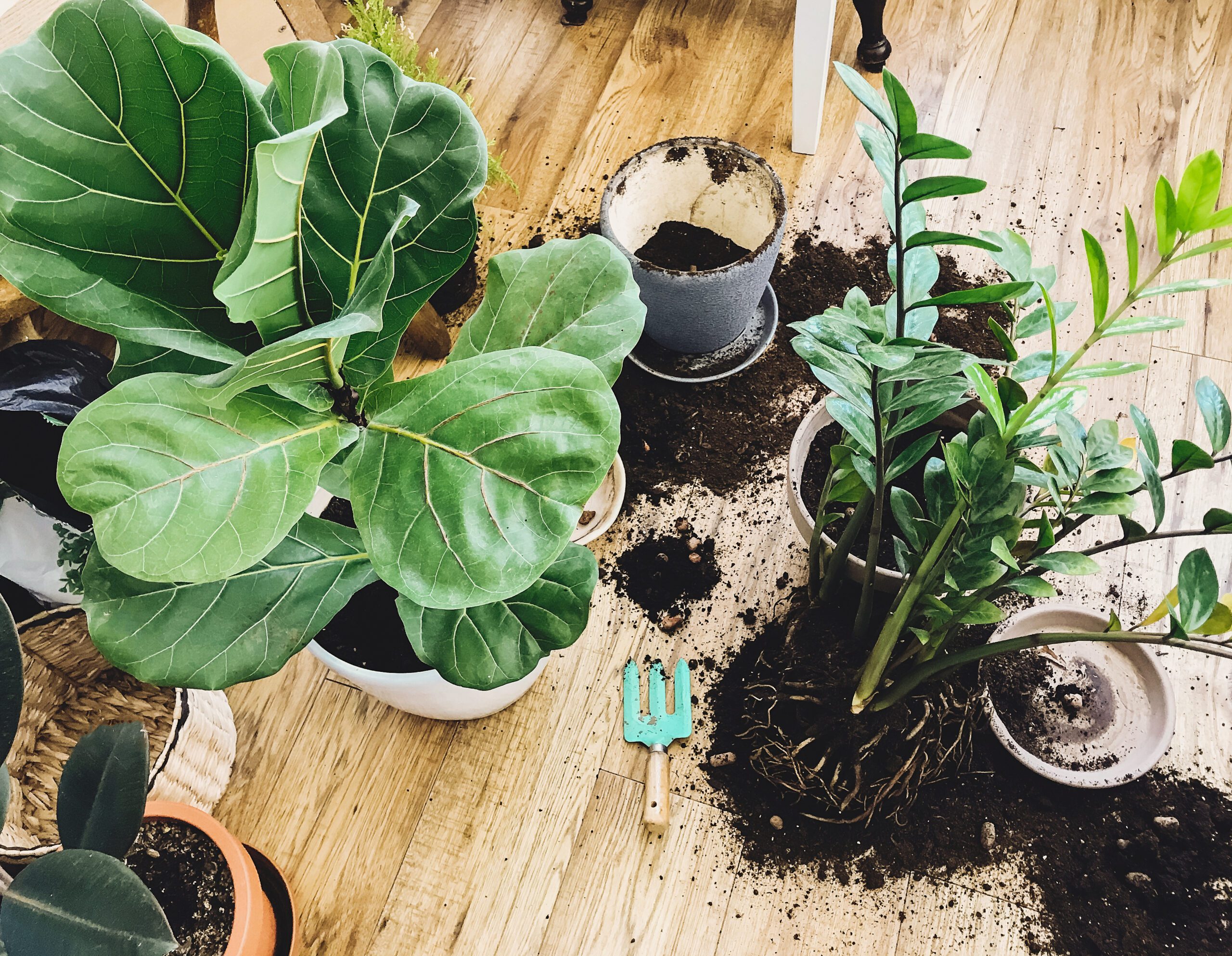 Read more about the article Should you Repot Your Plants As Soon As You Take Them Home?