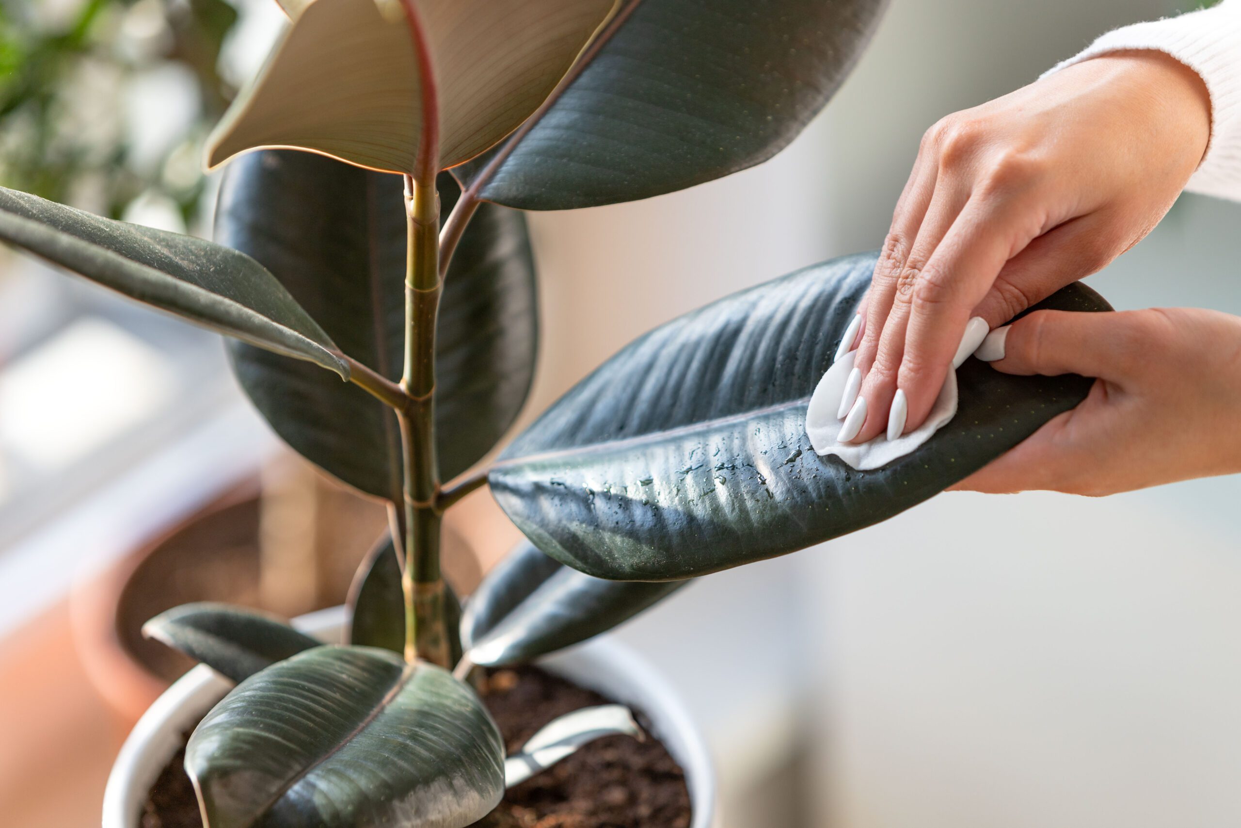 Read more about the article How to Identify and Treat Common Houseplant Pests