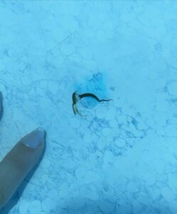 How to fix a tear in your pool liner