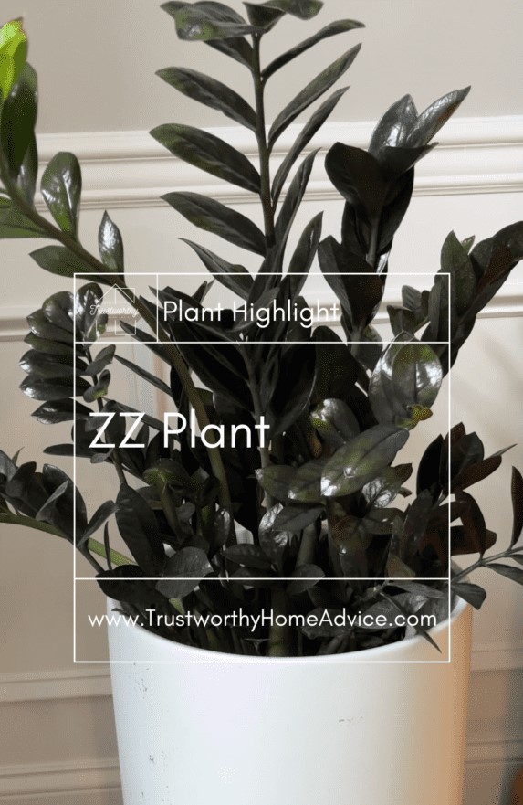 Read more about the article ZZ Plant Care – How To Guide