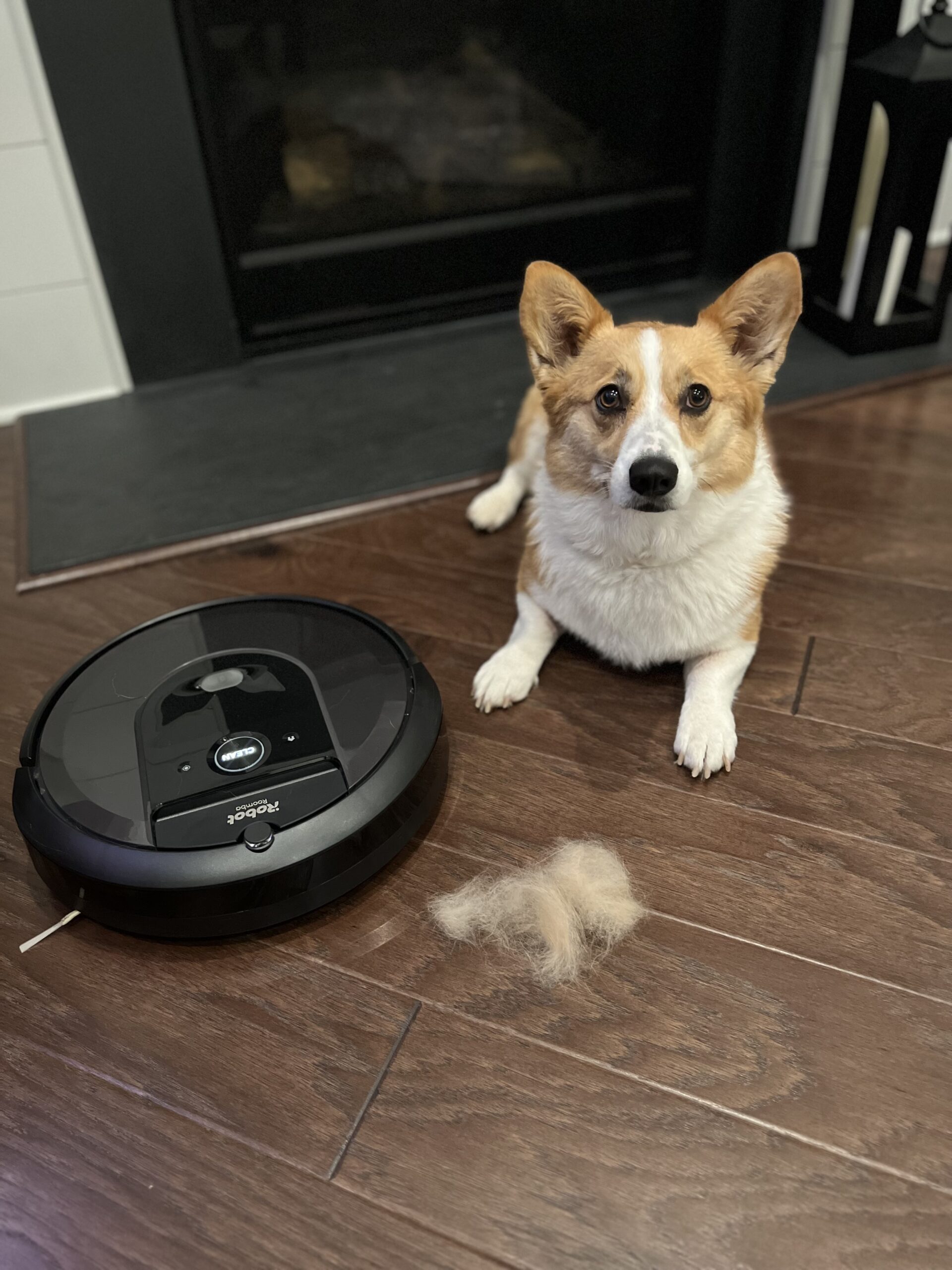 Read more about the article Top 5 Robot Vacuums For Pet Hair