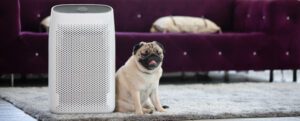 Do air purifiers help with smell