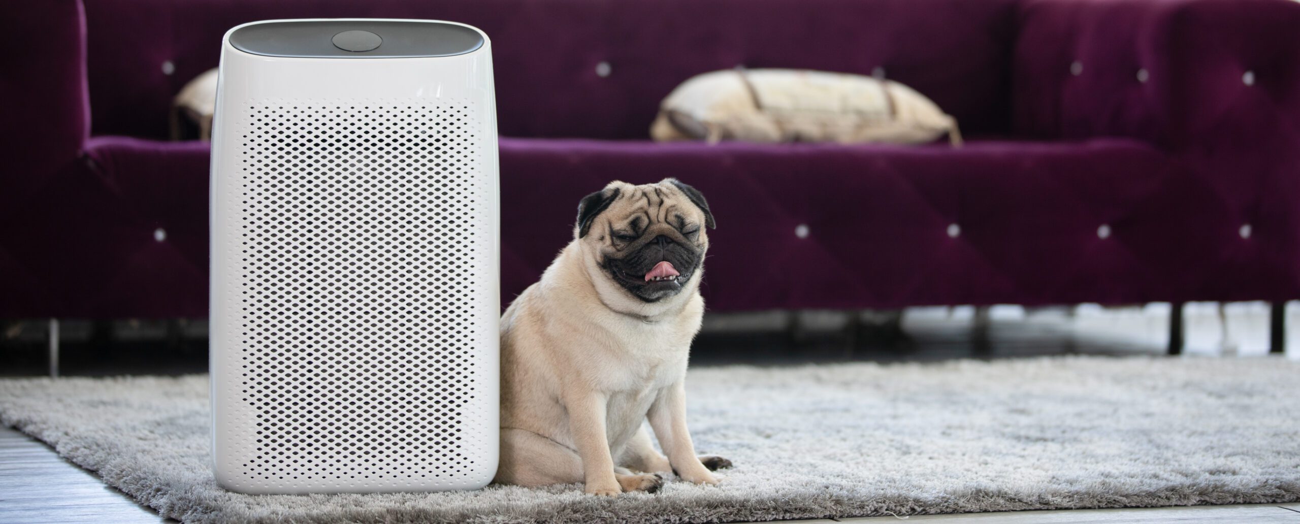 Read more about the article Do Air Purifiers Help with Smell?