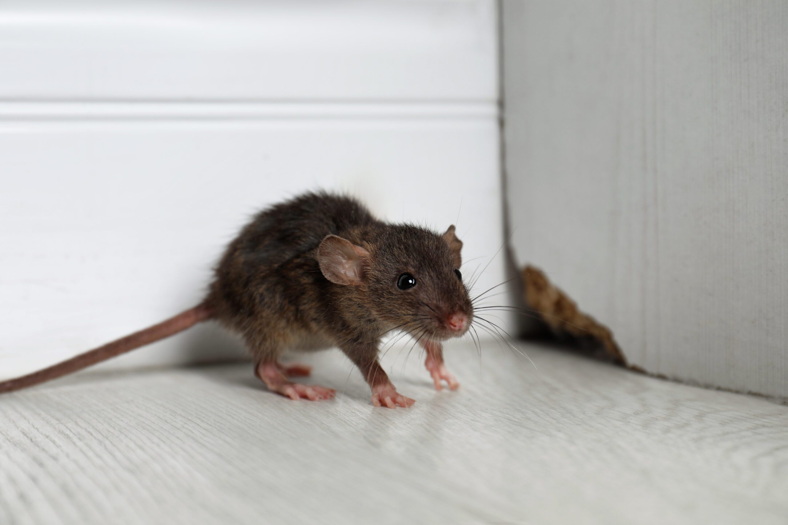 Read more about the article How To Get Rid Of Mice In Walls