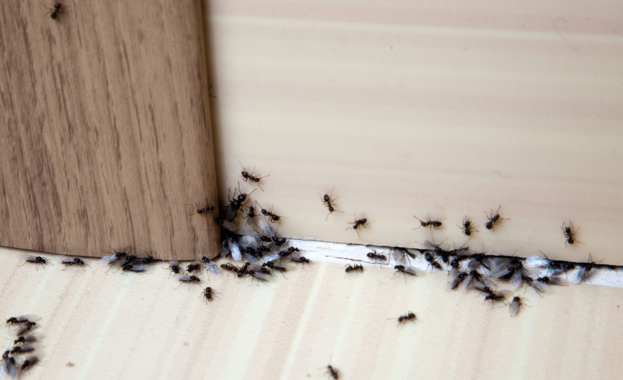 Read more about the article How To Get Rid Of Ants In Kitchen – Your Ultimate Guide To Ant-Free Living